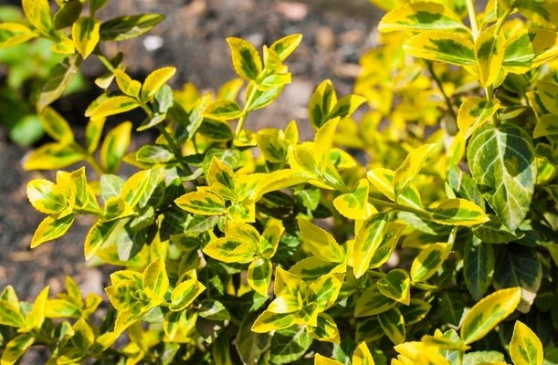 Frunze de Euonymus fortunei ’Emerald’n Gold’ de aproape 