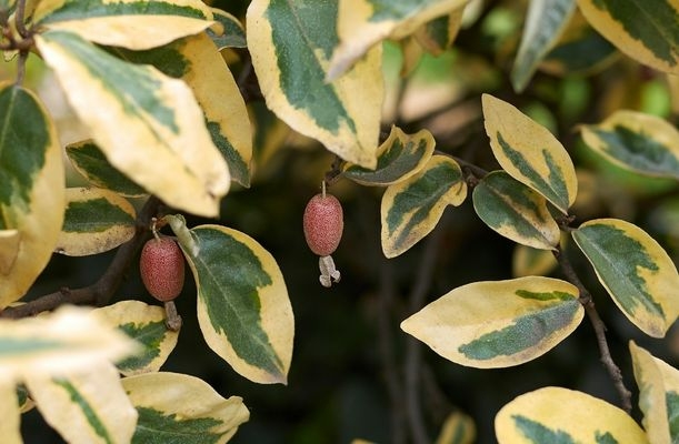 Frunze de Elaeagnus ebbingei ’Maryline’ 