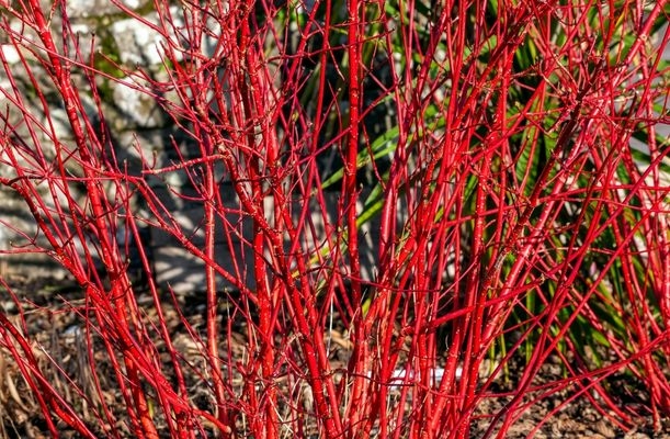 Lăstarii roșii ai cornului decorativ (Cornus alba ’Sibirica Variegata’) 