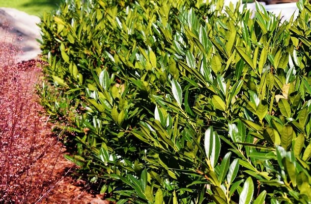 Prunus laurocerasus - frunze verzi, sănătoase 
