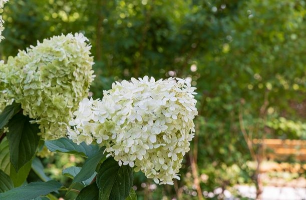 Florile hortensiei Limelight de aproape 