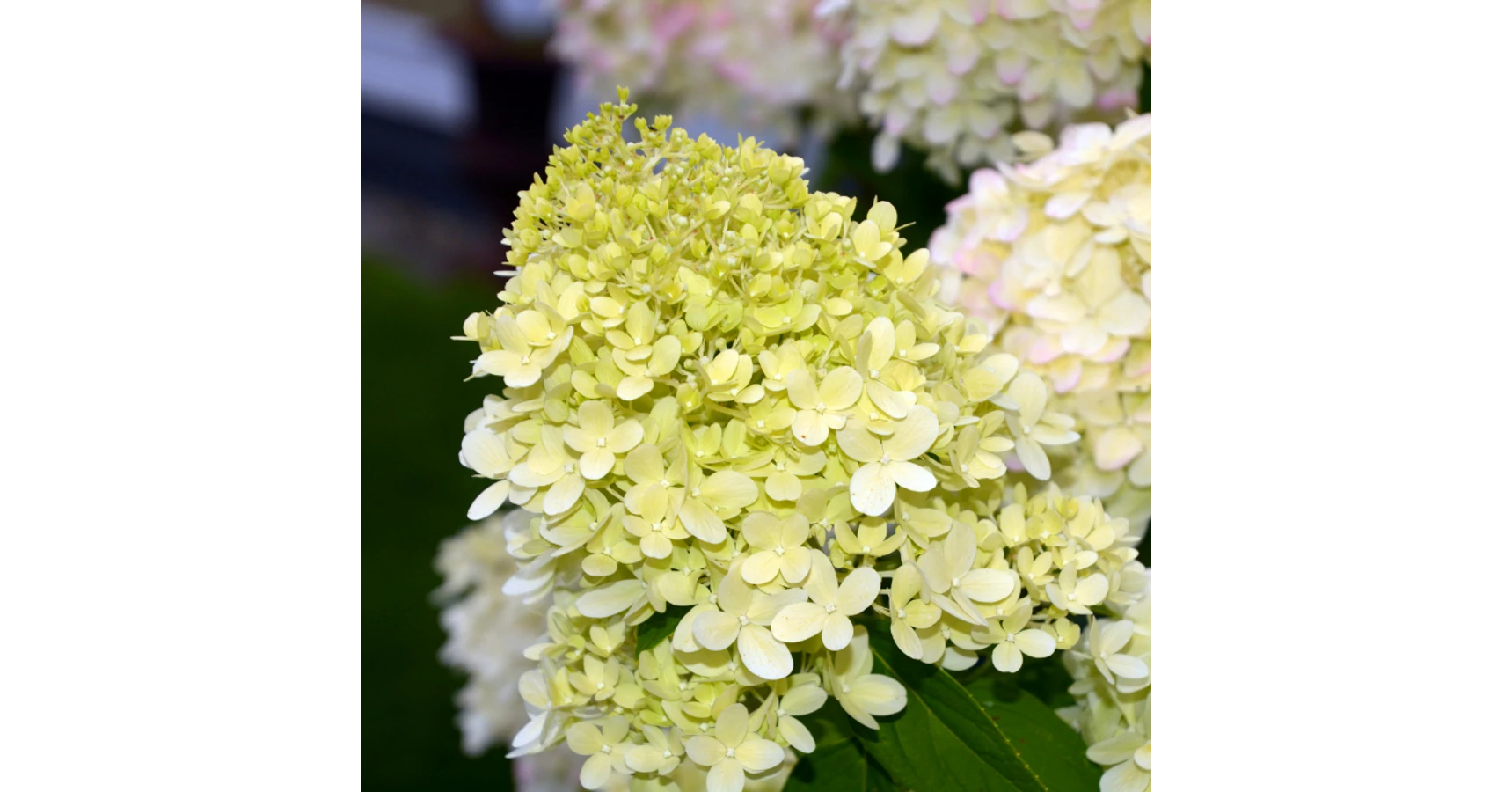 GardenersDream Hortensie Little Spooky - Winterharte Zwerg-Hortensie Für Kübel & Kleine Gärten
