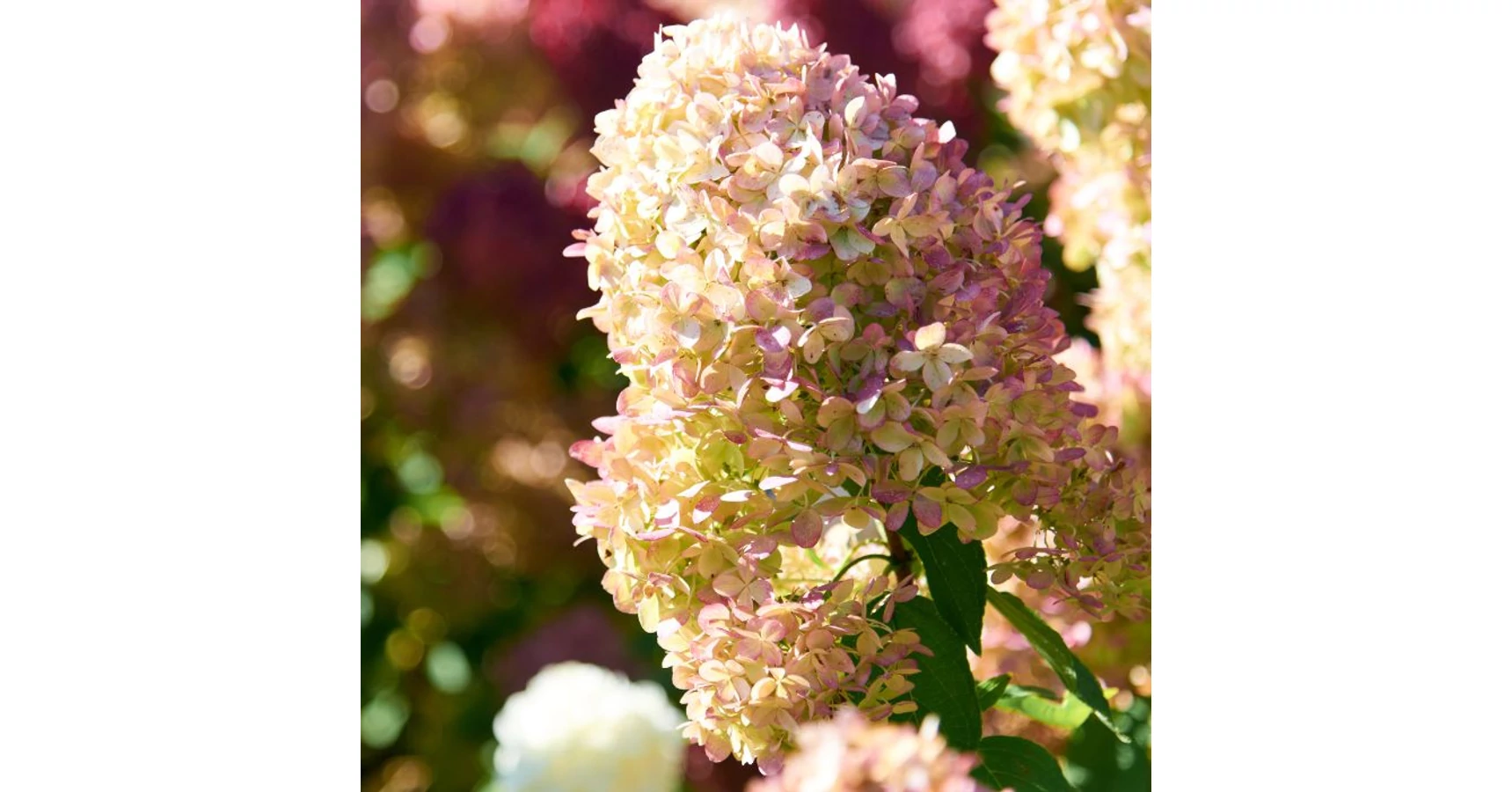 Hortensie Vanille Fraise pe trunchi