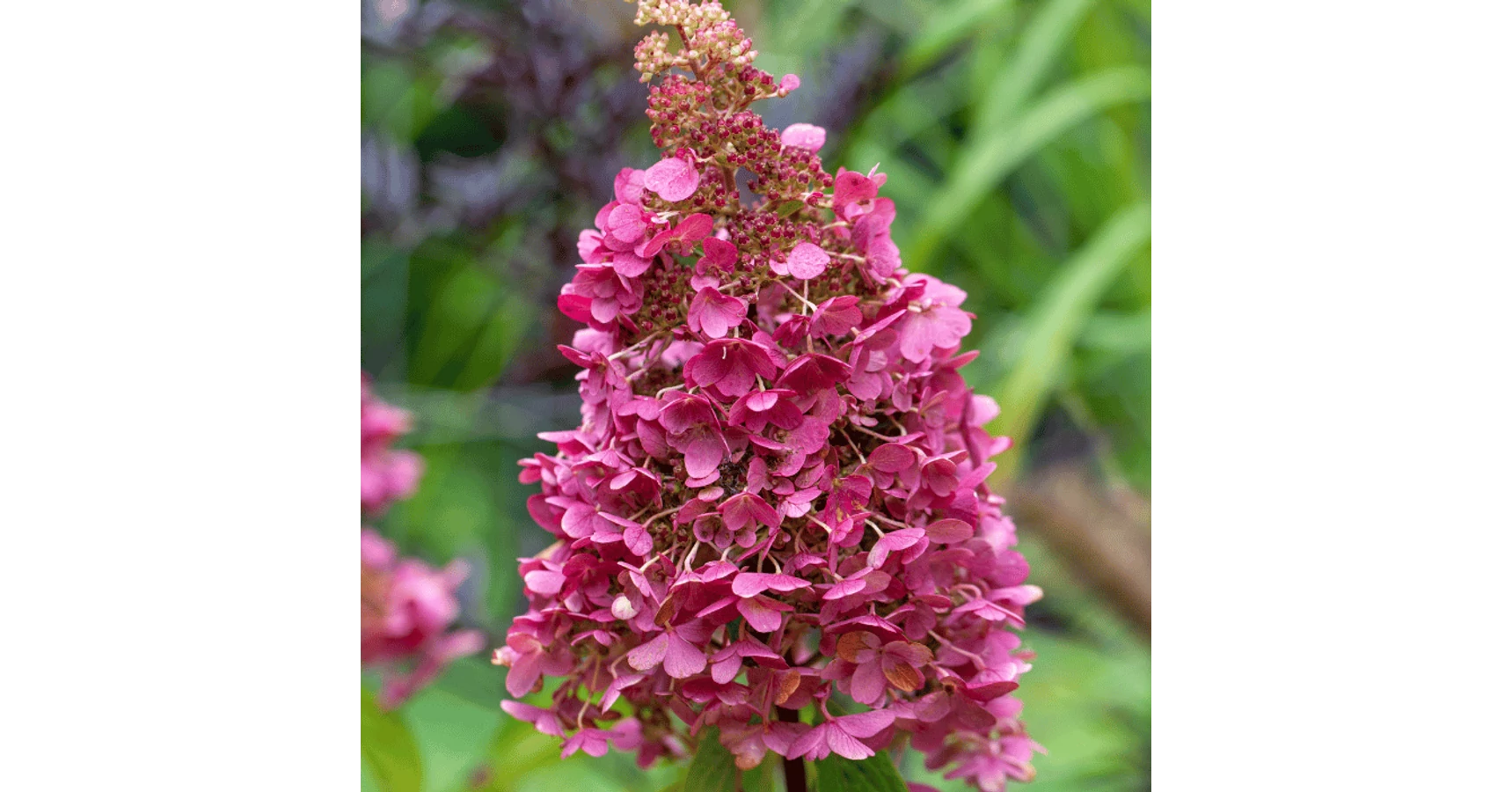 hydrangea_paniculata_living_pi