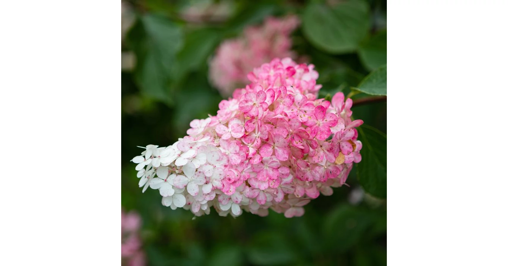 Hortensia paniculata Magical Candle - Gardencentrum.net