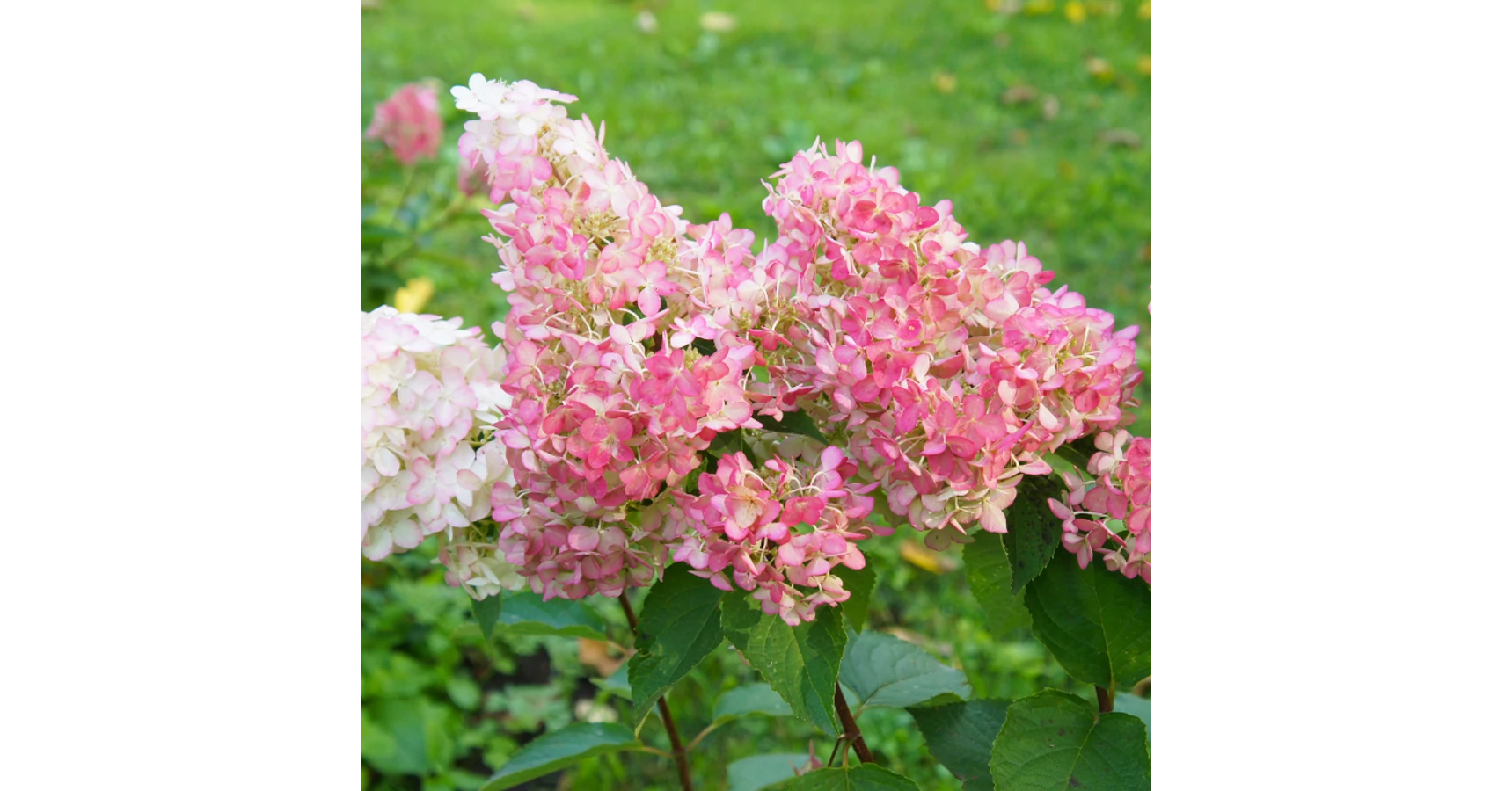 Hortensie paniculata Sundae Fraise - Gardencentrum.net