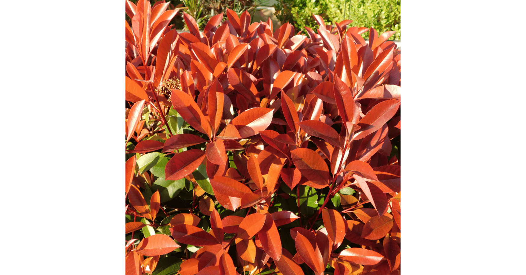 Photinia pitică magazin online