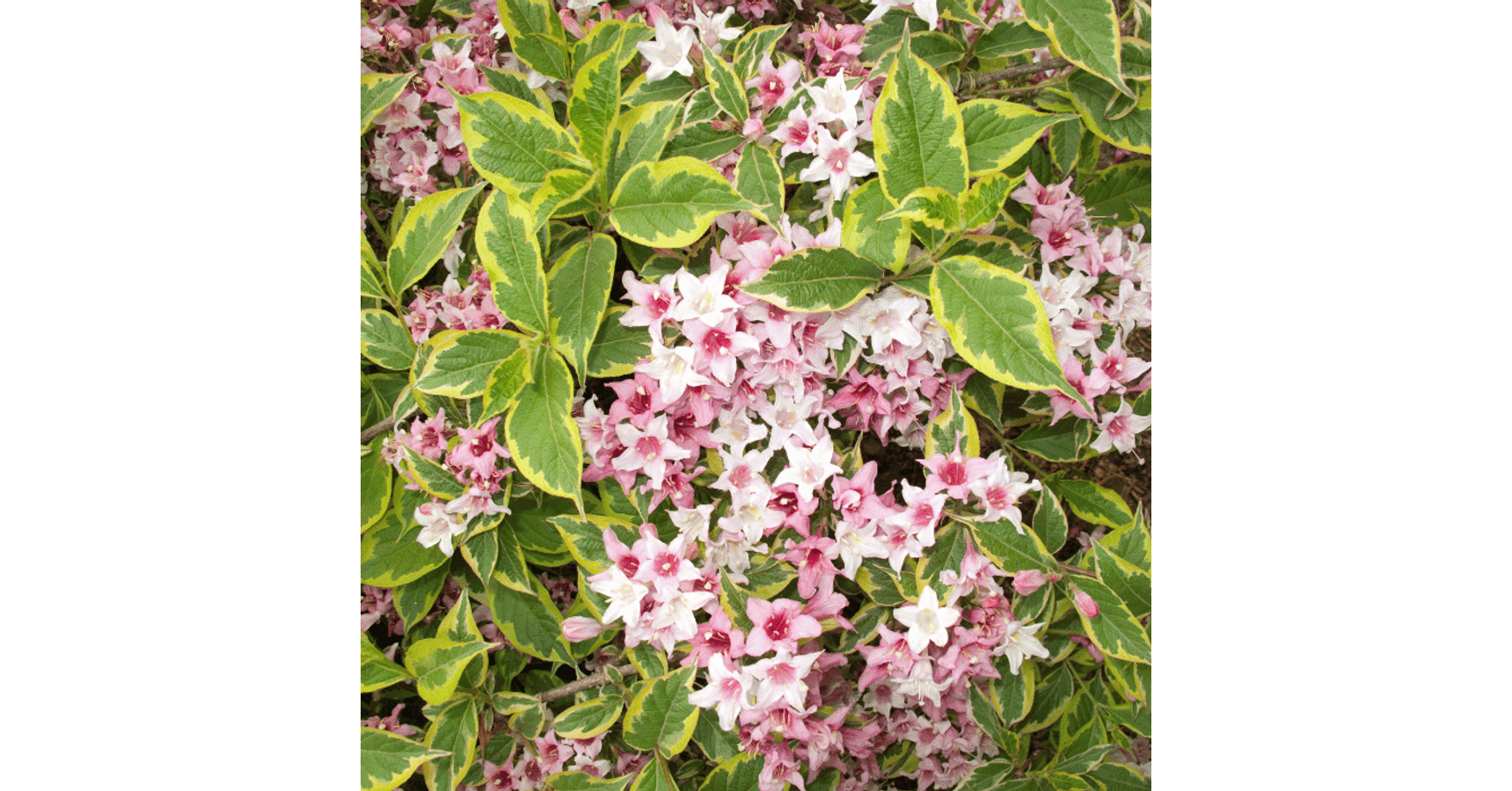 Weigela Nana Variegata - Gardencentrum.net magazin online