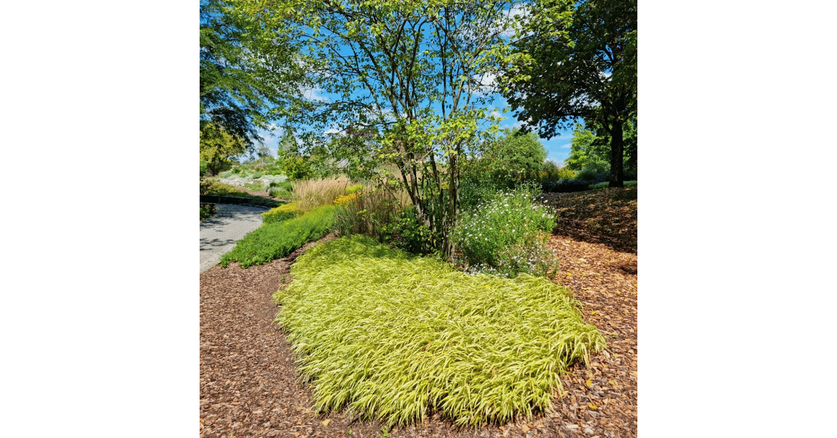 Iarbă japoneză - Gardencentrum.net magazin online