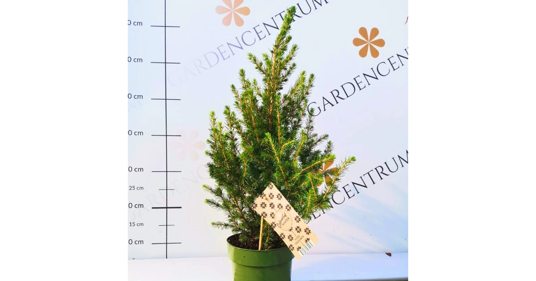 Pitic Rostas Molid pitic - Gardencentrum.net webshop