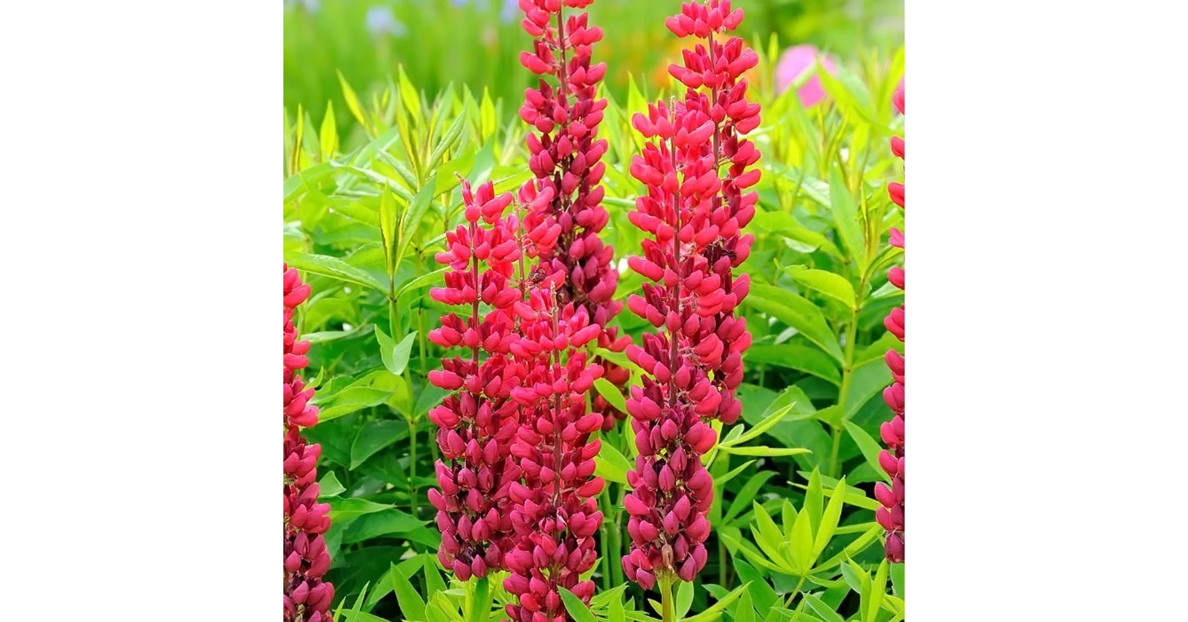lupinus_thepages1.jpg.webp?