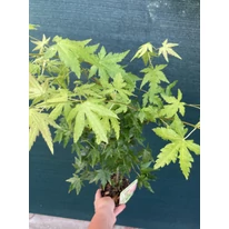 Arțar japonez Going Green la ghiveci.