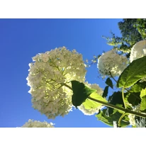 Flori sferice de Hydrangea arborescens Annabelle.