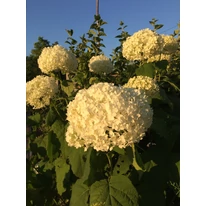 Hortensia Annabelle în plină înflorire vara. 