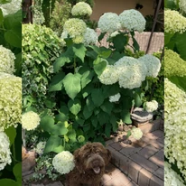 Hydrangea arborescens Strong Annabelle K2 - Hortensie arbustivă