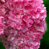 Hydrangea paniculata Fraise Melba CS9 - Hortensie paniculată