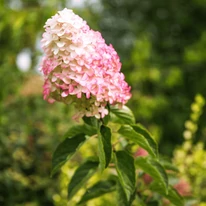 Hydrangea paniculata Fraise Melba CS9 - Hortensie paniculată