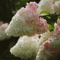 Hydrangea paniculata Fraise Melba CS9 - Hortensie paniculată