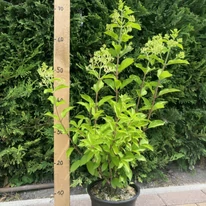 Hydrangea paniculata Hercules înntr-un ghiveci de 2 litri, vara. 