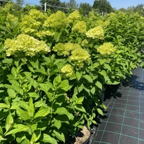 Hortensii paniculate în pepiniera noastră.