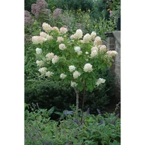 Hortensie Limelight tip pomișor plantat în grădină. 