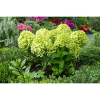 Hortensia Little spooky crește într-un tufiș compact. 