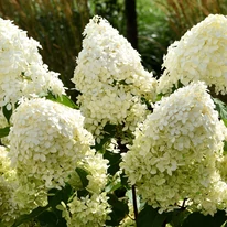 Hortensia Phantom, ca se celelalte hortensii paniculate, are înflorescențe în formă de con. 