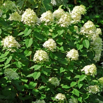 Hydrangea paniculata Phantom înflorită. 