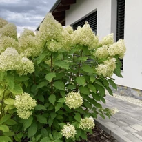 Hydrangea paniculata Phantom plantată într-un strat de flori. 