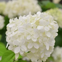 Hortensia Polar Bear are flori albe. 