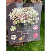 Hydrangea paniculata Switch Ophelia