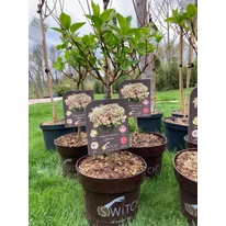 Hydrangea paniculata Switch Ophelia MT30 -  Hortensie tip pomișor