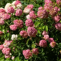 Hydrangea paniculata Vanille Fraise K3 - Hortensie paniculata