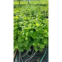 Hortensia Annabelle la sfârșitul lunii mai. 