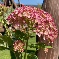 Florile roz ale hortensiei arbustive Pink Annabelle.