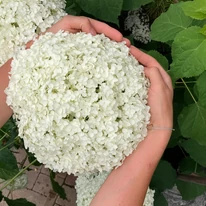 Hydrangea arborescens Strong Annabelle K2 - Hortensie arbustivă