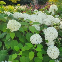 Hortensia Annabelle la maturitate, cu inflorescențe mari și impresionante.