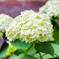 Hortensia Annabelle produce inflorescențe uriașe, globulare, la capătul lăstarilor viguroși.