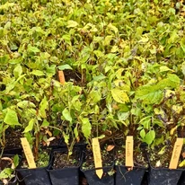 Starea hortensiilor Annabelle în ghivece mici de 9 cm, în luna octombrie.