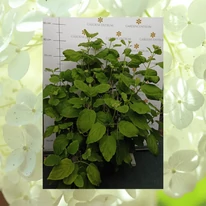 Hortensie Annabelle cu flori mari, într-un ghiveci de 7,5 litri. 