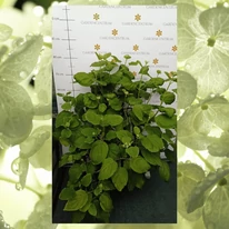 Hortensie Annabelle înmugurit, la pepiniera noastră la sfârșitul lunii mai. 