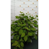Hortensia Annabelle la ghiveci la sfârșitul lunii mai. 