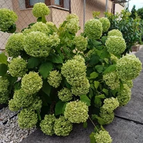 Florile care încep să se înverzească, în luna iulie. 