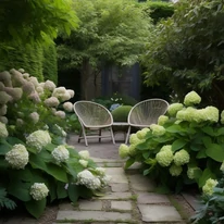 Hydrangea arborescens Strong Annabelle K2 - Hortensie arbustivă