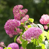 Hortensie Pink Annabelle plantată la soare. 