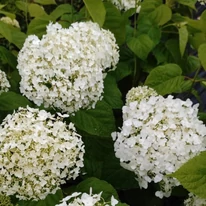 Hydrangea arborescens Strong Annabelle K2 - Hortensie arbustivă