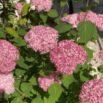 Florile hortensiei roz acoperă abundent tufișul.