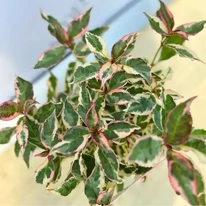 Frunzișsul hortensiei Hydrangea serrata Euphoria Pink. 