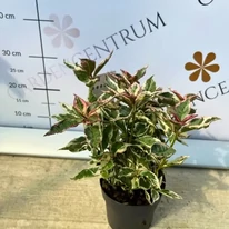 Hydrangea serrata Euphoria Pink, într-un ghiveci de 13 cm. 