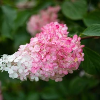 Floarea hortensiei Pink Diamond care se schimbă din alb în roz. 